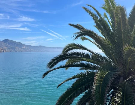 Nerja palmboom